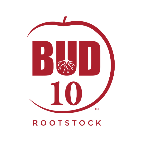 Bud !0 Rootstock